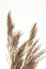 Dried grass on white background with copy space