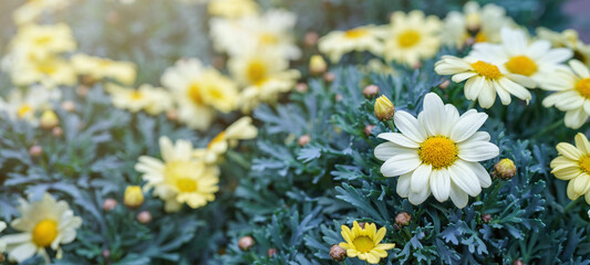 Spring summer gardening floral flower background banner panorama - Close up of beautiful white and pink blooming Argyranthemum frutescens, marguerite in garden