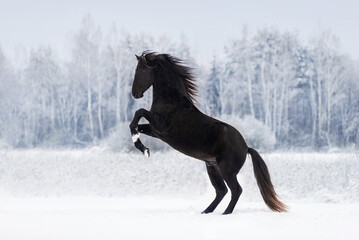 Fototapeta na wymiar Beautiful black andalusian breed horse rearing up on the snowy field in winter. Black PRE stallion.