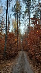 Obraz premium path in autumn forest
