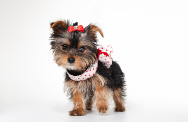 Yorkshire Terrier puppy with dress, 3 months old, isolated on white