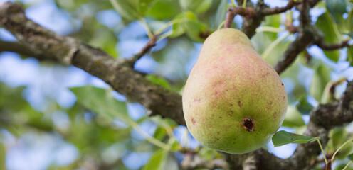 Big juicy yellow pear growing on a tree branch