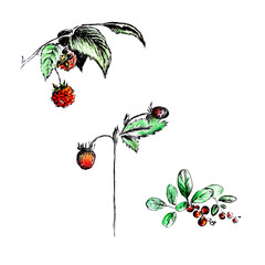 Set of hand drawn berries, lingonberry, raspberry, strawberry, wild berries with stems and leaves isolated on white background. Ink image.