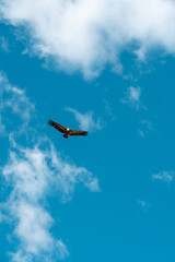 Buitre leonado vuela sobre el Monfragüe