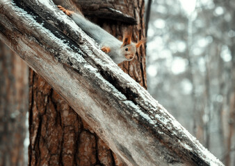 tree trunk with a log