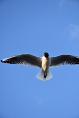 JUST TAKE A LOOK AT THEM.
THEY ARE STUNNING !!!!