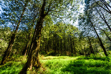 Fototapeta na wymiar Beautiful green forest in the Alishan Forest Recreation Area in Chiayi, Taiwan.