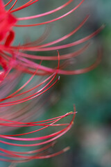 I took a picture of the cluster amaryllis blooming in the mountain behind the temple.