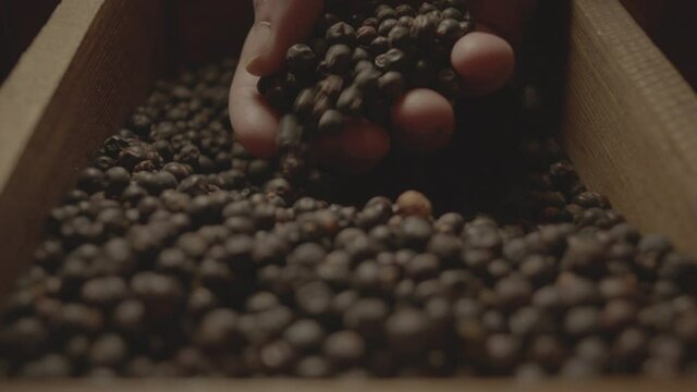 Juniper berries being scooped up hand in a gin distillery. Botanicals