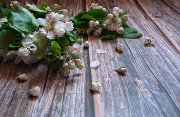 Flower arrangement. A spring branch of a blooming apple tree with green leaves, white-pink buds and flowers lies close-up on a wooden background. Side view. Selective focus.