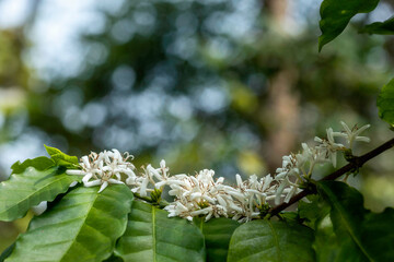 Close up view of arabica coffee white color flower blossom on coffee tree in plantation