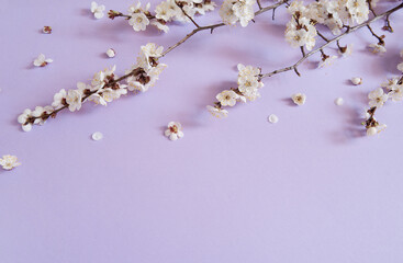 Flower arrangement. Spring apricot branches with white flowers and buds showering petals on a pastel lilac background. Free space.