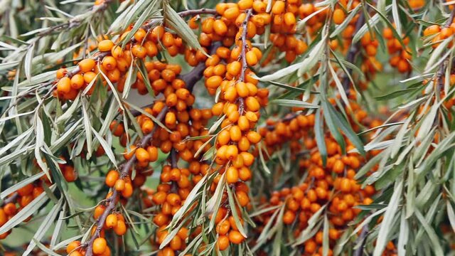 Abundant harvest of sea buckthorn berries on the plantation.