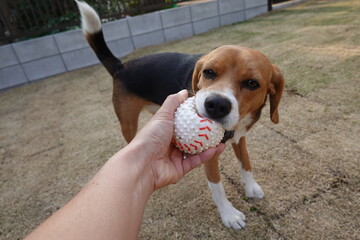芝生の庭でボール遊びをするビーグル犬