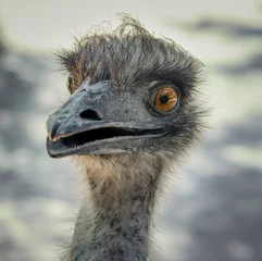 Zelfklevend Fotobehang ostrich head close up © Andre