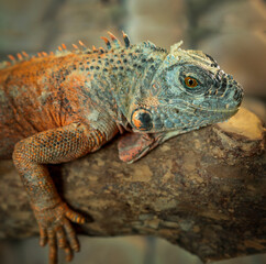 Fototapeta premium iguana on a tree