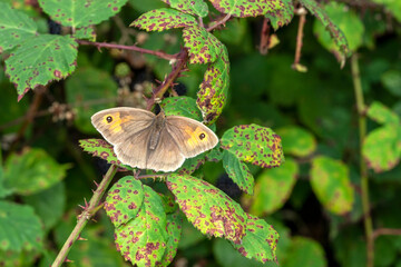 Fototapeta premium Meadow Brown Butterfly (Maniola jurtina) with its wings spread out which is a brown insect flying in spring, stock photo image