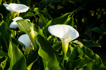 beautiful white calla lily flowers blooming in the field of Jhuzihu in Taipei, Taiwan. 