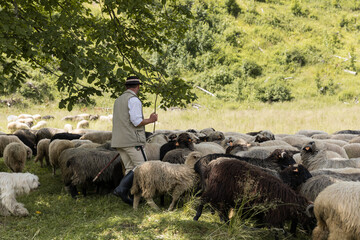 flock of sheep in a field