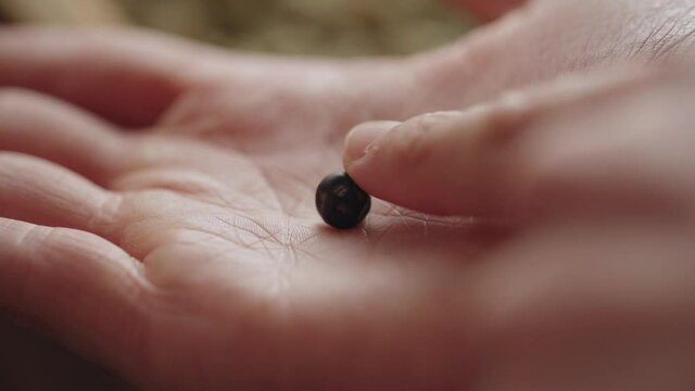 Close up of juniper berry inspected in the palm of a hand in a gin distillery Botanicals Macro slow motion