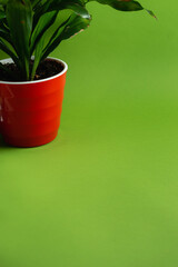 Potted plant in red on a green background