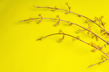 Blooming twigs of dogwood