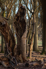 Fototapeta na wymiar Old trees in Richmond Park London