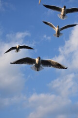 Fototapeta premium JUST TAKE A LOOK AT THEM. THEY ARE STUNNING !!!!