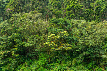 Fototapeta na wymiar the beautiful green forest as a background