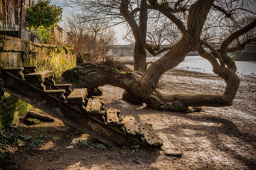 Old damaged wooden stairs with an old tree by the bank of the river Thames, London