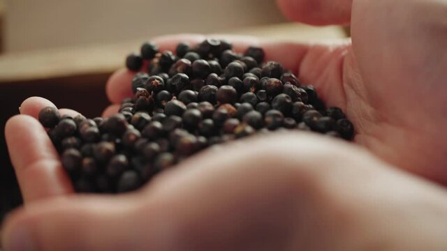 Close up of juniper berries being handled in a gin distillery Botanicals Macro slow motion