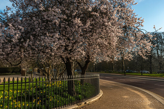 Asphalt road leading through the Hyde park London with a spring tree with pink petals