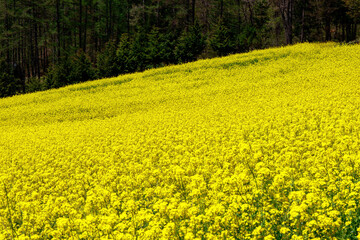 Obraz premium field of yellow flowers