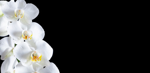Fototapeta na wymiar White orchid on black, banner. White flowers on dark background. Flat lay, top view, copy space