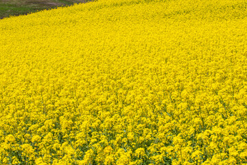 field of rapeseed