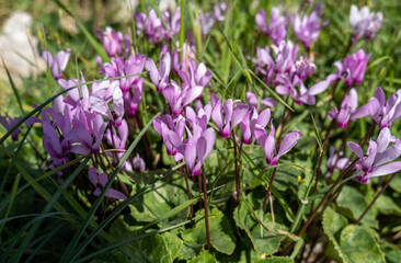 Beautiful blooming wild cyclamen flowers on green meadow