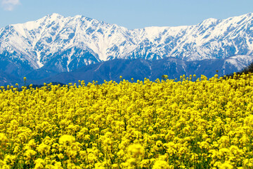 field of yellow flowers