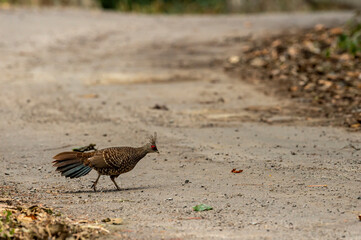 Kalij pheasant or Lophura leucomelanos female on walk crossing forest track at dhikala zone of jim corbett national park or tiger reserve uttarakhand india