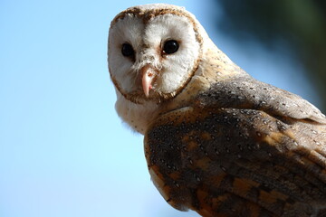 Owl Portrait in a Bird Sanctuary along the Garden Route (South Africa)