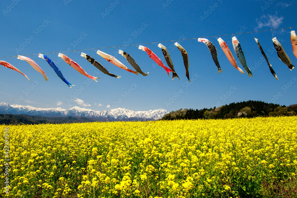 Wall mural field of rapeseed