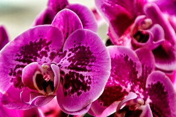 Phalenopsis Orchid plants in the garden in Spring © SoniaBonet