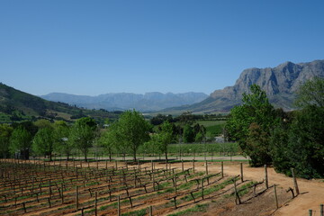 Naklejka premium Vineyards in Stellenbosch, South Africa