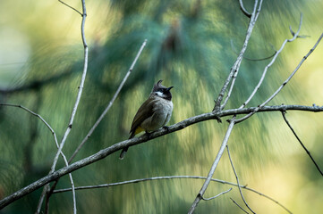 Himalayan bulbul or white cheeked bulbul bird portrait in natural green background at foothills of himalaya uttarakhand india