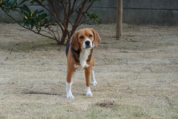 庭の芝生にいるビーグル犬