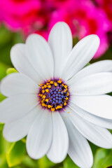 Fototapeta premium White flower of osteospermum blooming close up