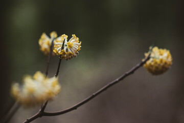 早春の花、ミツマタ