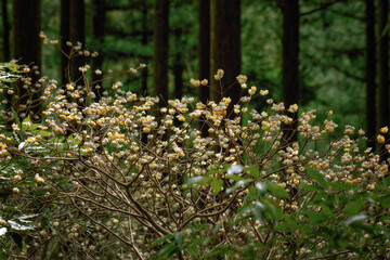 滋賀県多賀町の高室山に咲くミツマタの群生地
