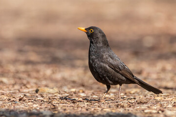 Obraz premium Common blackbird male - Turdus merula - Eurasian blackbird 