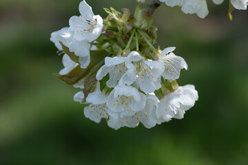 Close-up of a cherry blossom in an orchard in Frauenstein near Wiesbaden / Germany in bright sunshine