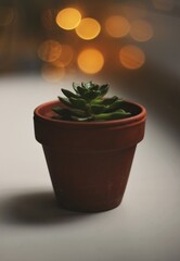 echeveria in a pot